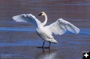 Swan Song. Photo by Dave Bell.