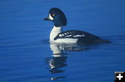 Barrow's Goldeneye Drake. Photo by Fred Pflughoft.