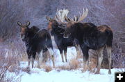 Big guy and his ladies. Photo by Fred Pflughoft.