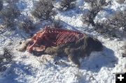 Poached Mule Deer. Photo by Wyoming Game & Fish.