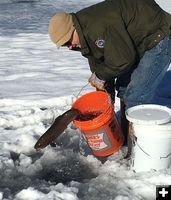 Stocking fish. Photo by Wyoming Game & Fish.