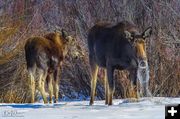 Snow Eating Moose. Photo by Dave Bell.