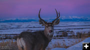 Buddy. Photo by Dave Bell.