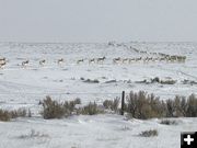 Pronghorn. Photo by Renee' Smythe.