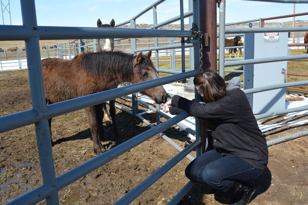 Offering a treat. Photo by Nikki Maxwell, Bureau of Land Management Public Affairs.