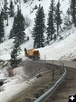 Cow of the Woods. Photo by Wyoming Department of Transportation.