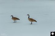 Geese. Photo by Dave Bell.