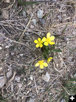 Yellow flower. Photo by Mindi Crabb.