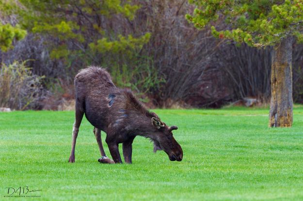 Town Park moose. Photo by Dave Bell.