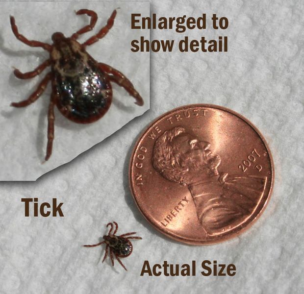 Ticks are out. Photo by Pinedale Online.