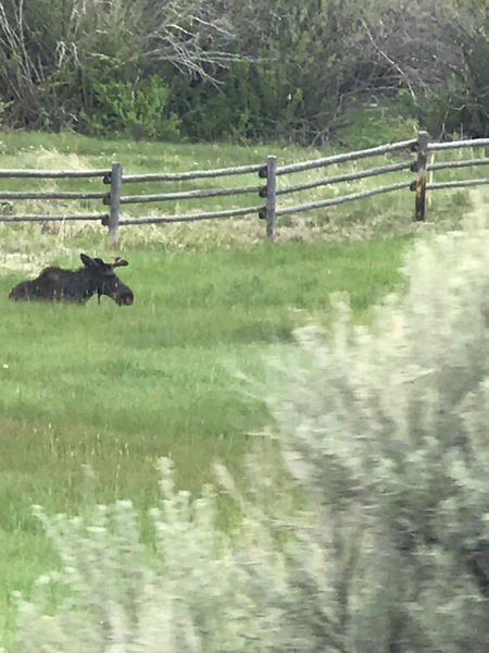 Moose. Photo by Renee Smythe.