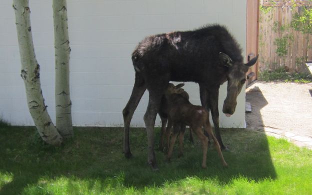 Lunch Time. Photo by Bill Boender.