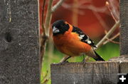 Black Headed Grosbeak. Photo by Fred Pflughoft.