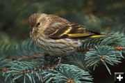 Pine Siskin. Photo by Fred Pflughoft.