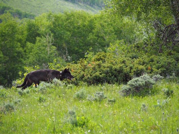 Wolf. Photo by COP&W.