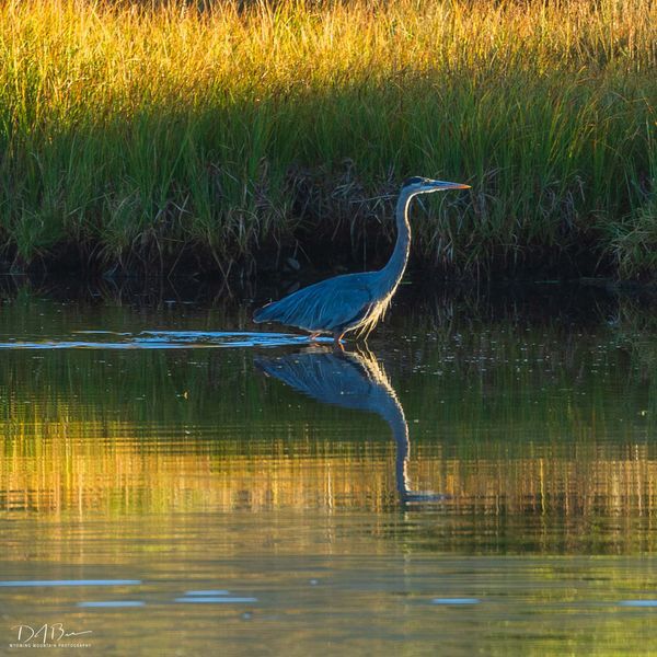 Heron. Photo by Dave Bell.