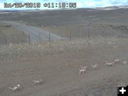 Crossing the wildlife overpass. Photo by Trappers Point Wildlife Overpass Webcam.