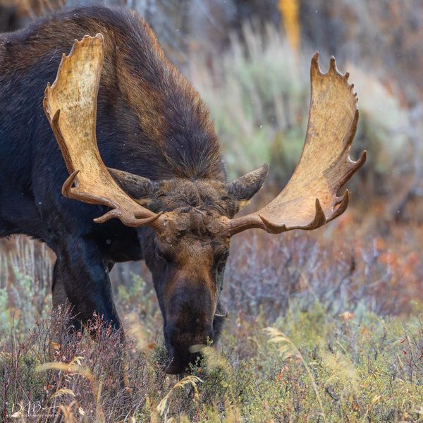 Big Bull. Photo by Dave Bell.