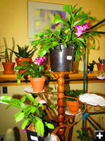 Christmas Cactus. Photo by Dawn Ballou, Pinedale Online.
