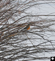 Robin close up. Photo by Marcelle & Ron Garison.