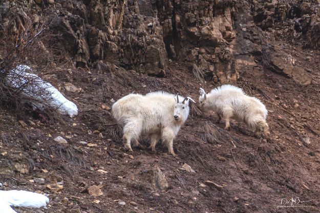 Mountain Goats. Photo by Dave Bell.