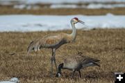 Returning spring birds. Photo by Dave Bell.