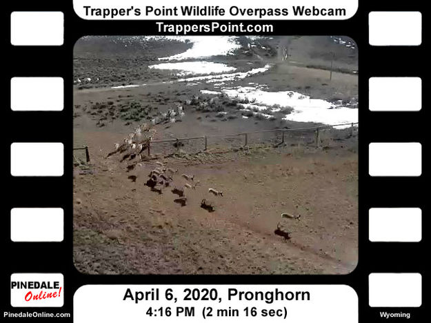 Video Archive. Photo by Trappers Point Wildlife Overpass Webcam.