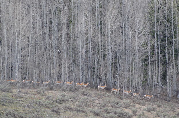 Pronghorn migration. Photo by Rob Tolley.