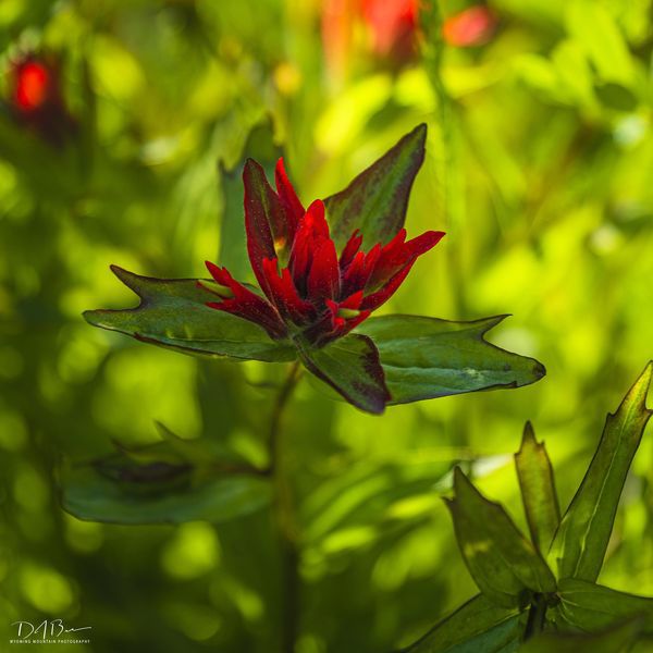 Indian Paintbrush. Photo by Dave Bell.