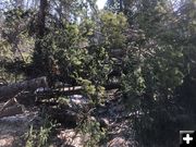 Trees across trail. Photo by Tip Top Search & Rescue.