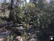 Trees across trail. Photo by Tip Top Search & Rescue.