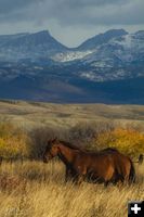 Horsing Around. Photo by Dave Bell.