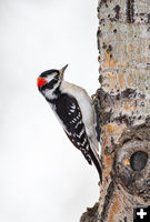 Downy Woodpecker. Photo by Elizabeth Boehm.