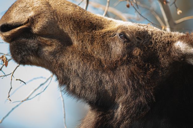 Moose. Photo by Tony Vitolo.