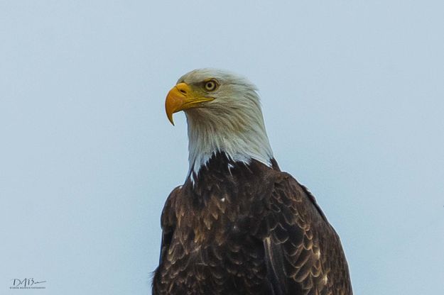 Bald Eagle. Photo by Dave Bell.