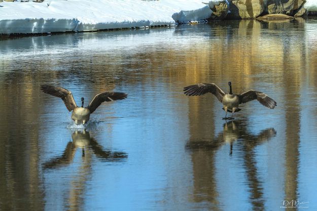 Touch down. Photo by Dave Bell.