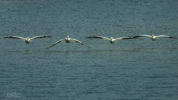 Pelicans. Photo by Dave Bell.