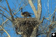 Scoping out a new nest. Photo by Dave Bell.