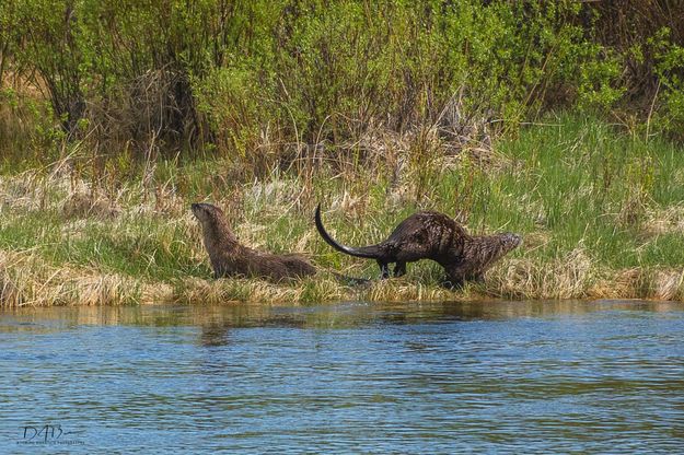 Green River Otters. Photo by Dave Bell.