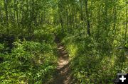 Inviting path. Photo by Dave Bell.