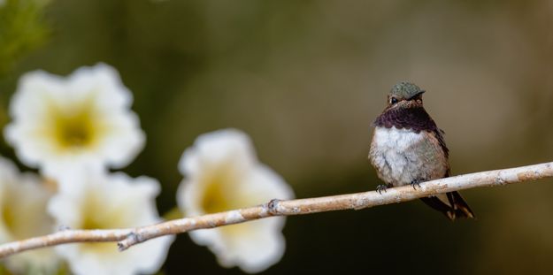 Broad Tailed Hummingbird. Photo by Tony Vitolo.