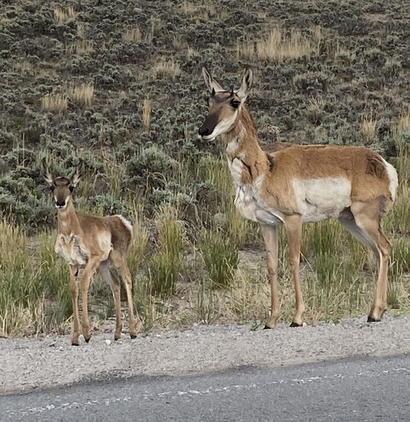 Mama and baby. Photo by Renee Smythe.