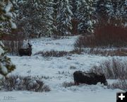 Morning moose. Photo by Dave Bell.