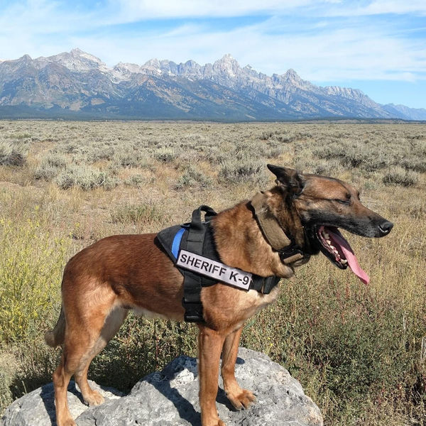 K9 Wojtek. Photo by Sublette County Sheriff's Office.