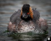 Eared Grebe. Photo by Tony Vitolo.