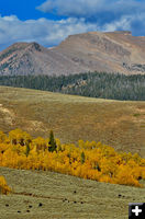 Yellow aspens. Photo by Rob Tolley.