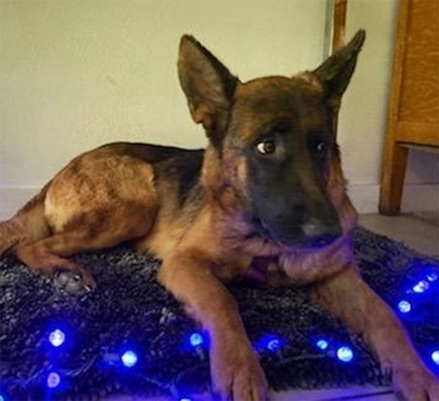Vera. Photo by Happy Endings Animal Rescue.