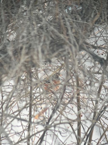 First robin of 2023. Photo by Emily Lucas.