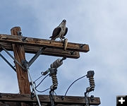 High perch. Photo by Lena Slate.