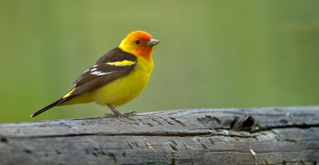 Western Tanager. Photo by Rob Tolley.
